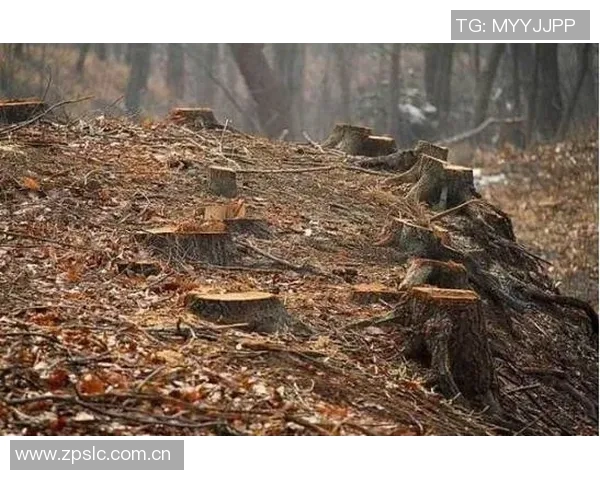 篮网队薪资危机加剧蒂米无保障合同怀特黑德仅330万保障球员面临困境